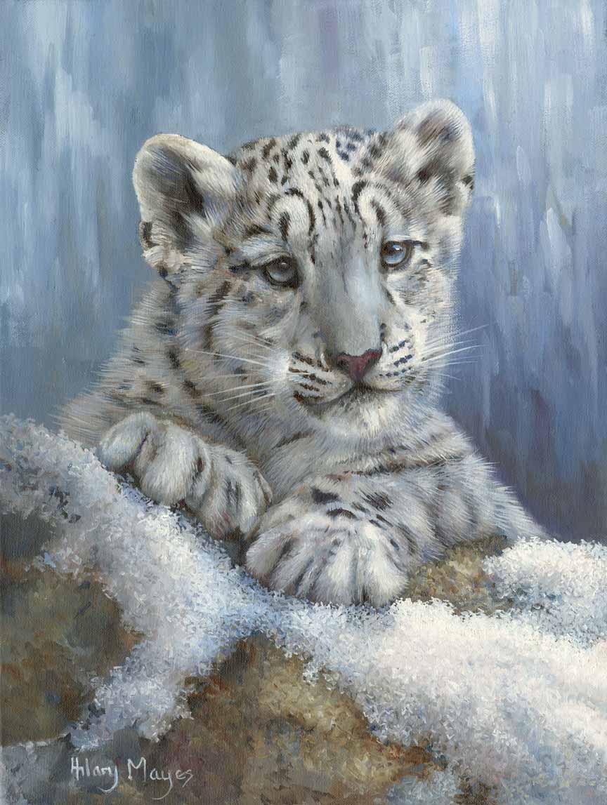 HM – Wildlife – Snow Leopard © Hilary Mayes