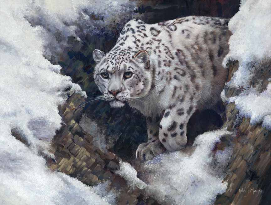 HM – Wildlife – Snow Queen © Hilary Mayes