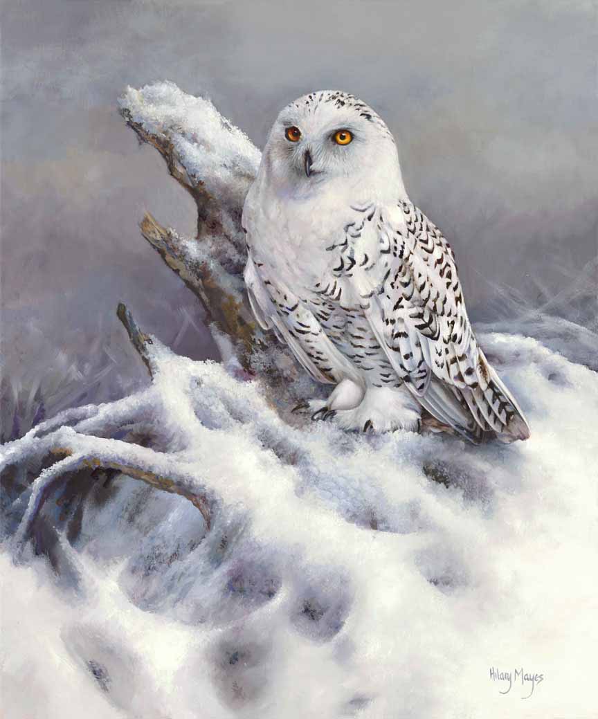 HM – Wildlife – Snowy Owl © Hilary Mayes