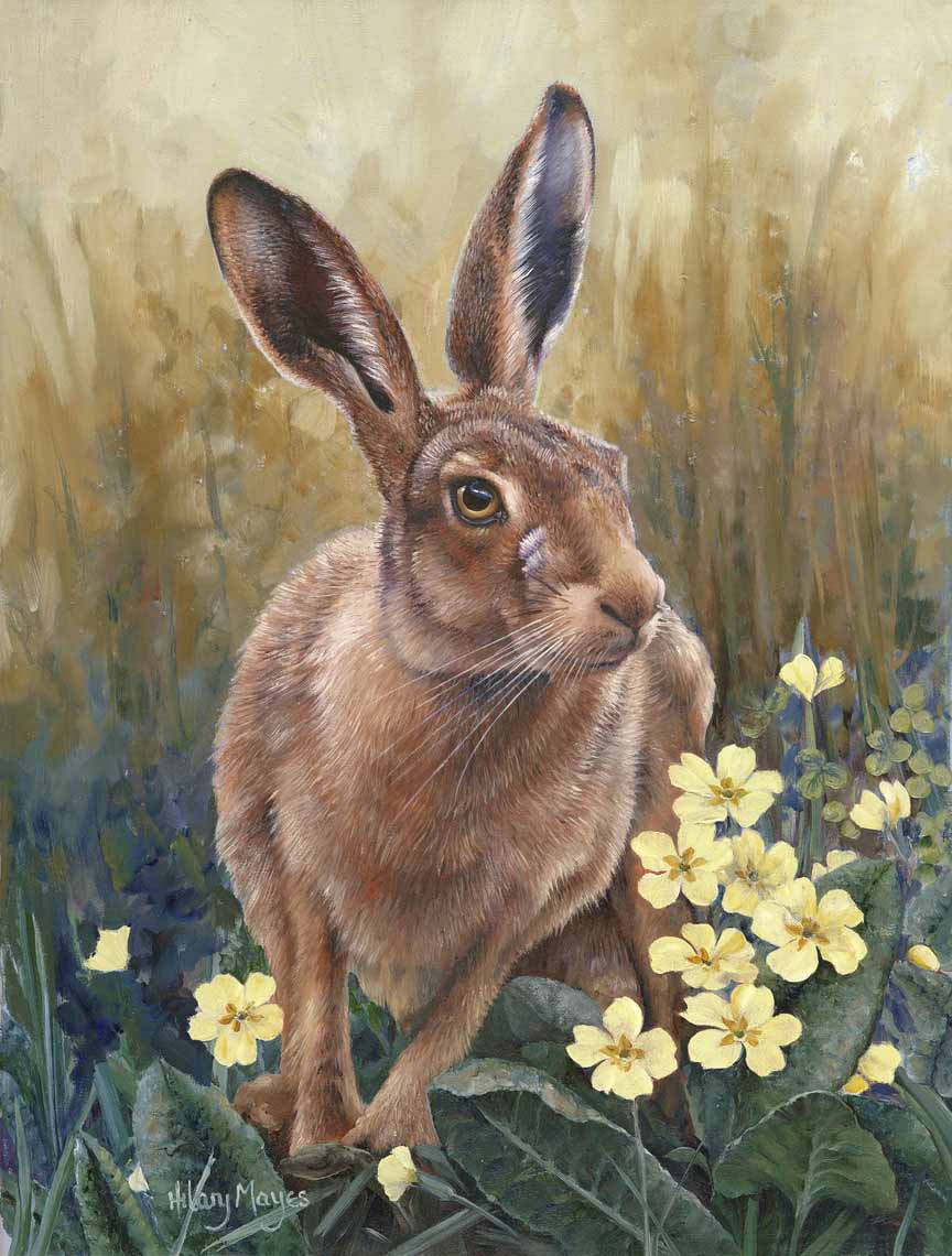 HM – Wildlife – Spring Hare © Hilary Mayes