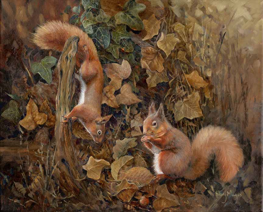 HM – Wildlife – Squirrels © Hilary Mayes