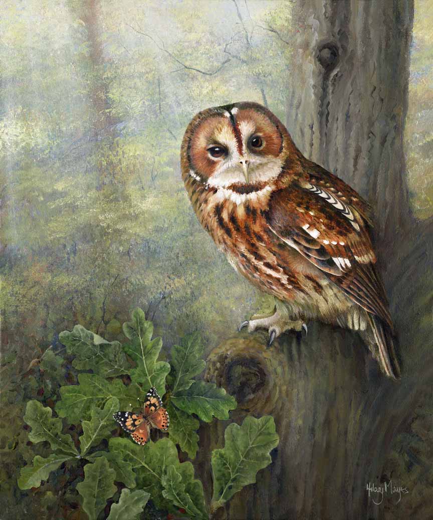 HM – Wildlife – Tawny Owl in Tree © Hilary Mayes