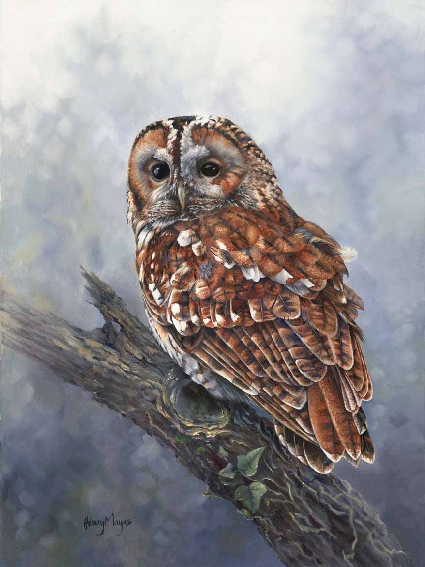 HM – Wildlife -Tawny Owl © Hilary Mayes