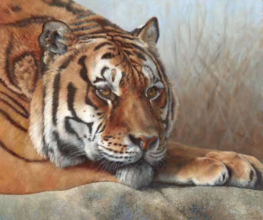 HM – Wildlife – Tiger at Rest © Hilary Mayes