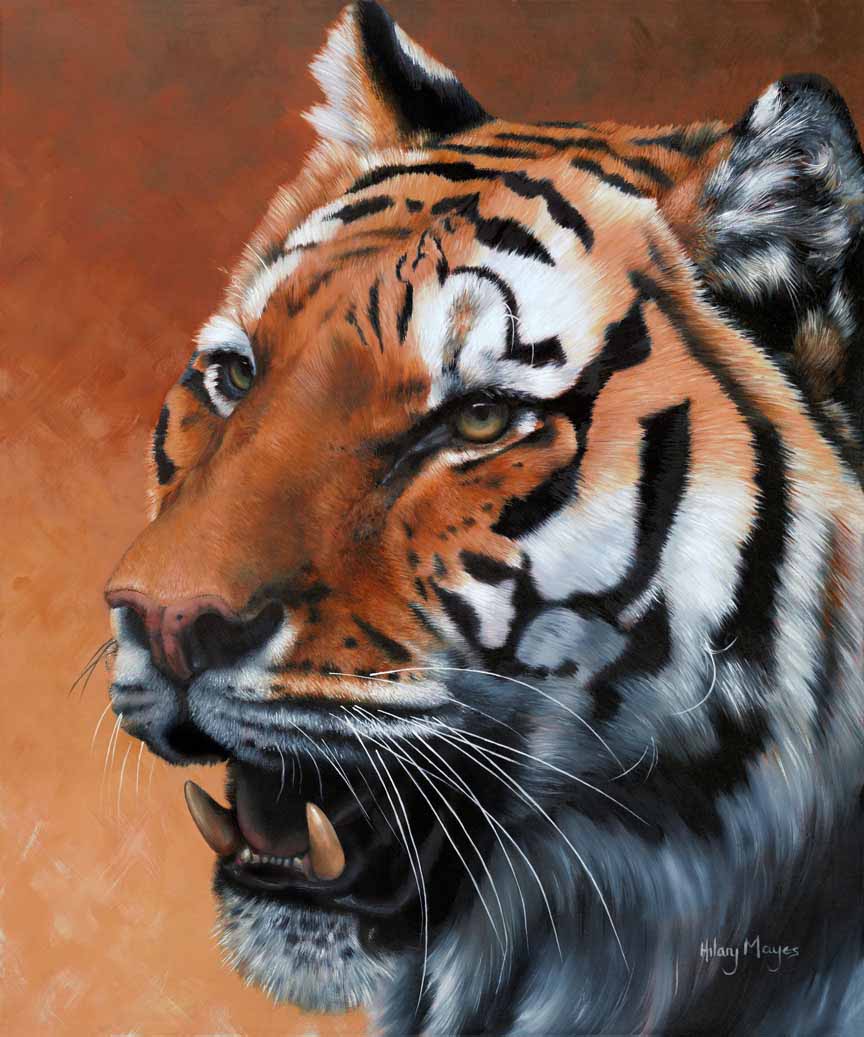 HM – Wildlife – Tiger © Hilary Mayes