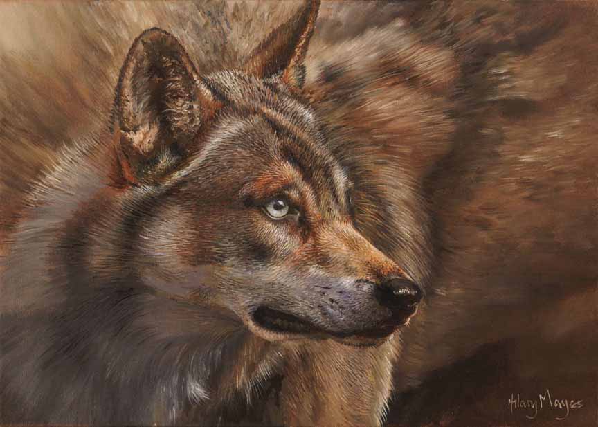 HM – Wildlife – Wolf © Hilary Mayes