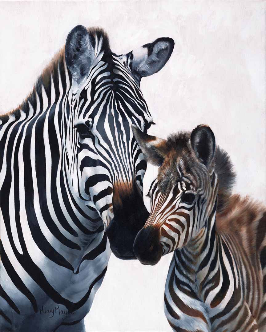 HM – Wildlife – Zebra and Foal © Hilary Mayes