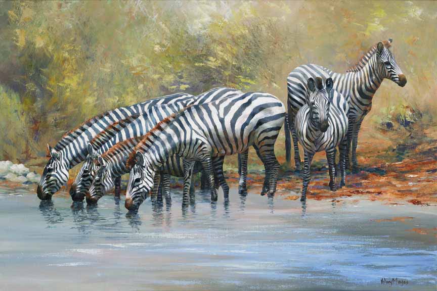 HM – Wildlife – Zebras © Hilary Mayes