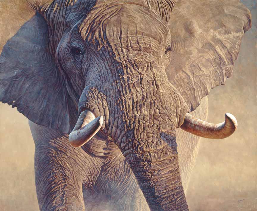 JB – African – Big Ivory © John Banovich