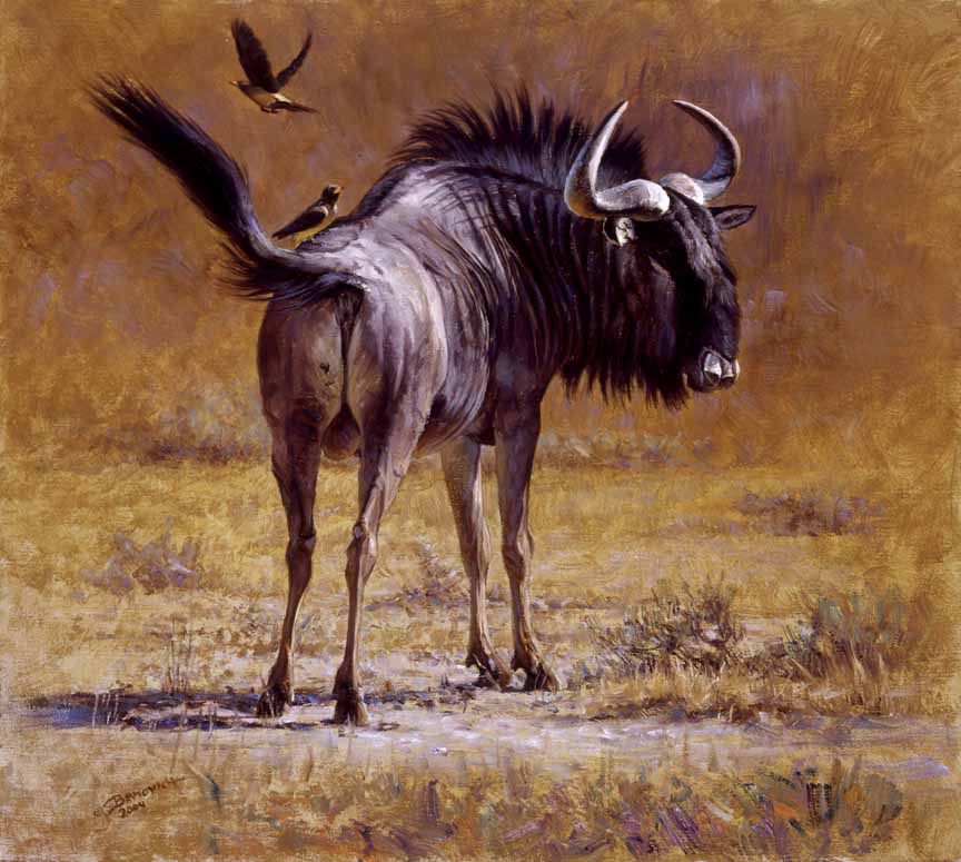 JB – African – Blue Wildebeest © John Banovich