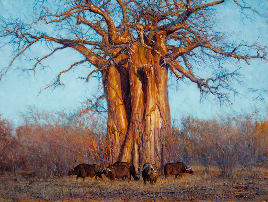 JB – African – Buffalo and Baobab © John Banovich