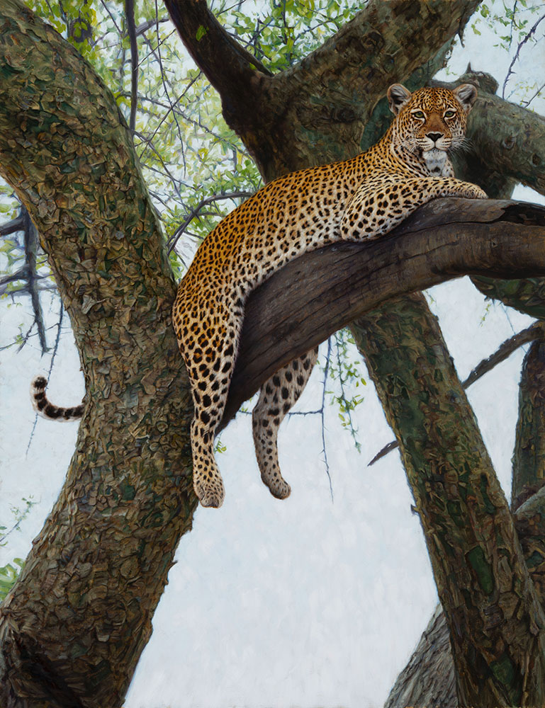 JB – African – Cat in a Corkwood © John Banovich