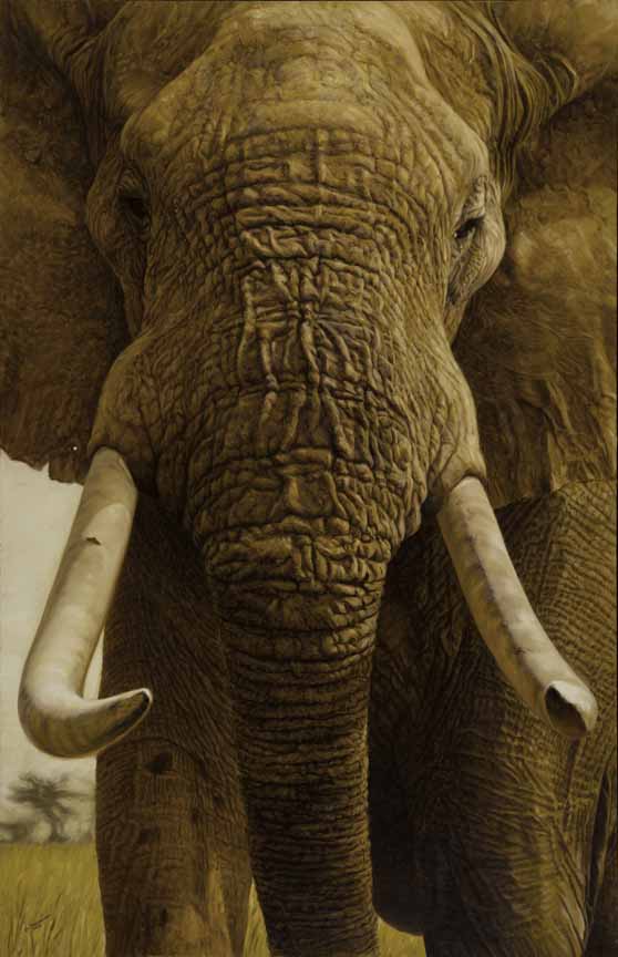 JB – African – Duncan Big 5 – Elephant © John Banovich