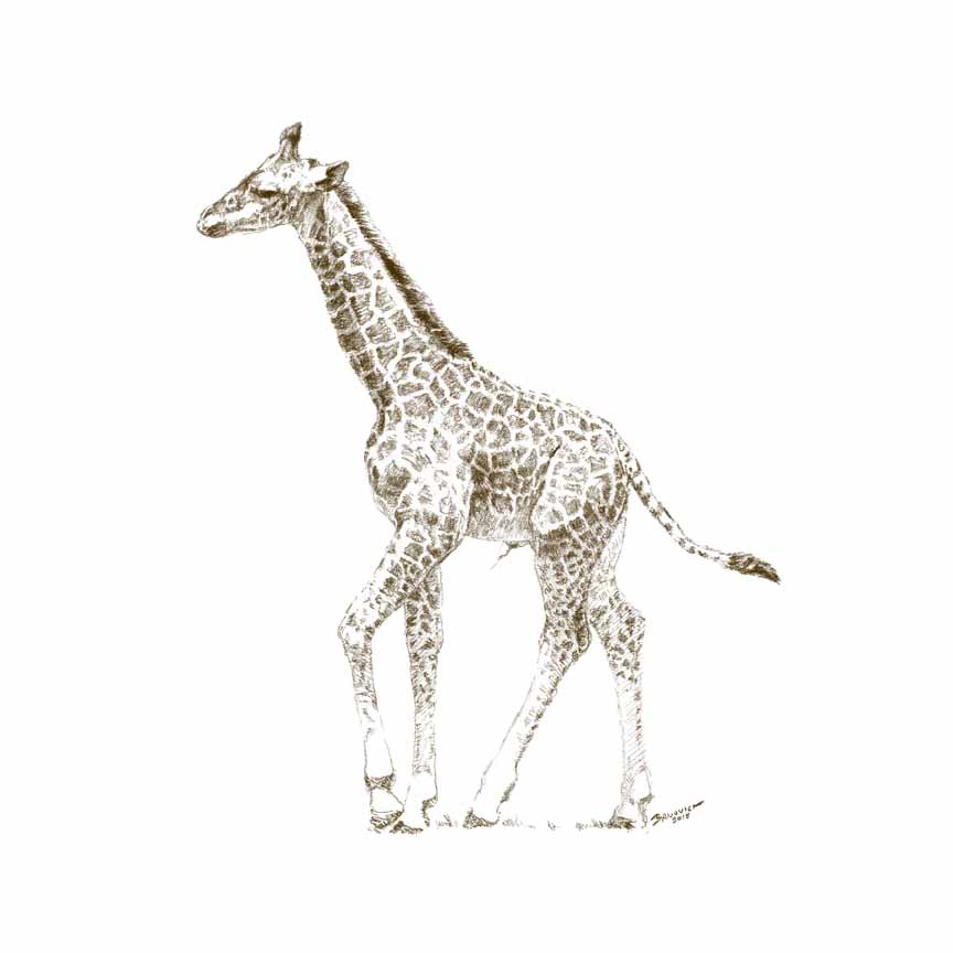 JB – African – Giraffe – Watercolor © John Banovich