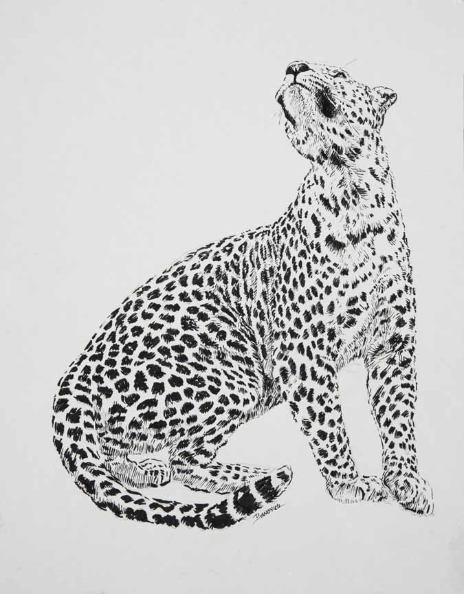 JB – African – Leopard © John Banovich
