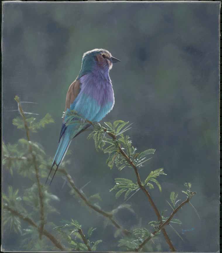 JB – African – Lilac Breasted Roller © John Banovich