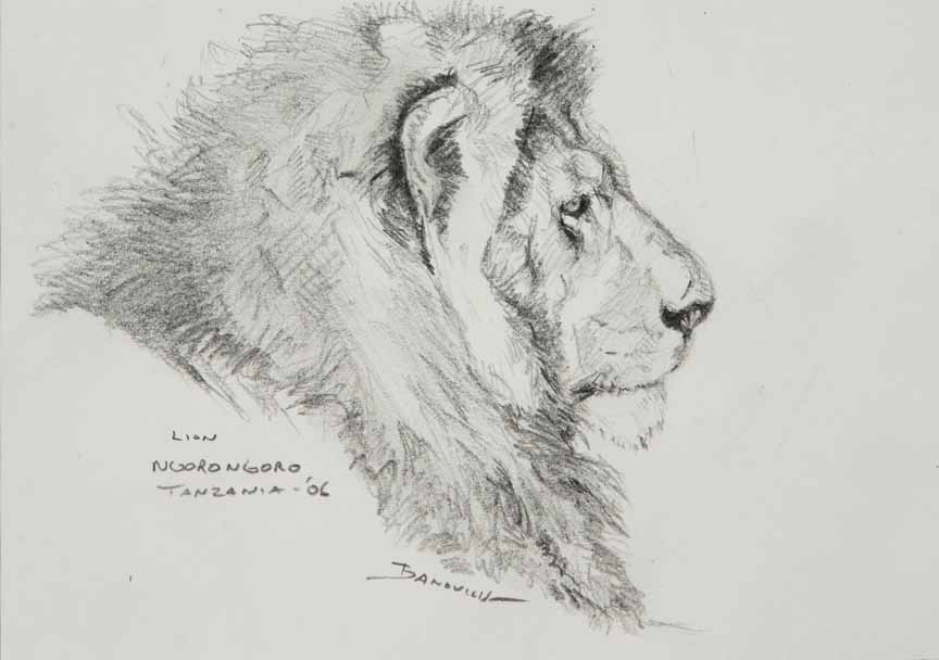 JB – African – Lion-Ngorongoro, Tanzania © John Banovich