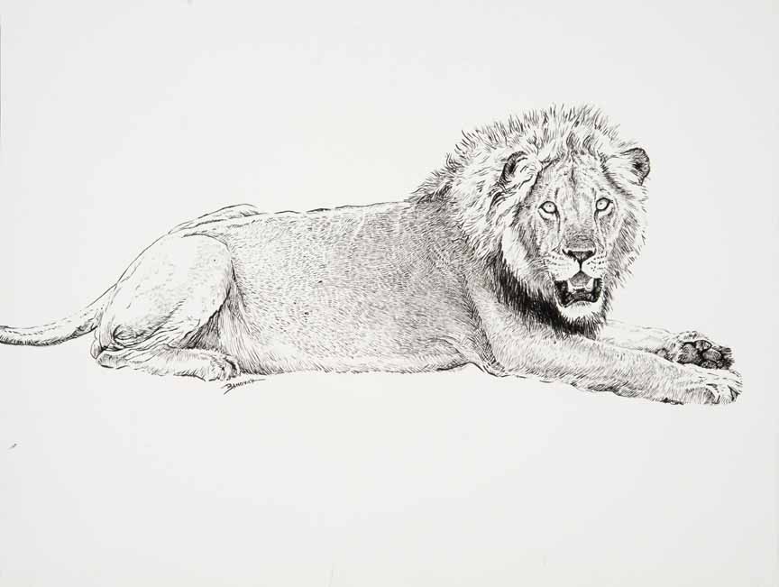 JB – African – Lion © John Banovich