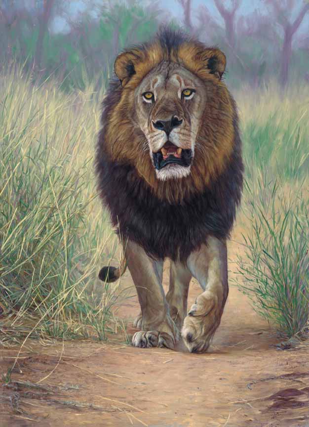 JB – African – Lionheart © John Banovich