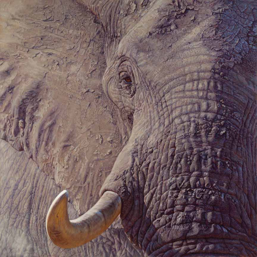 JB – African – Tusk © John Banovich