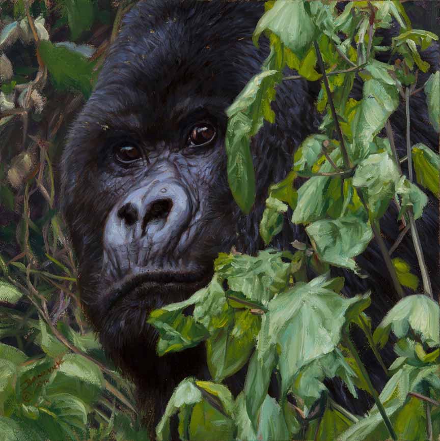 JB – African – Virunga © John Banovich
