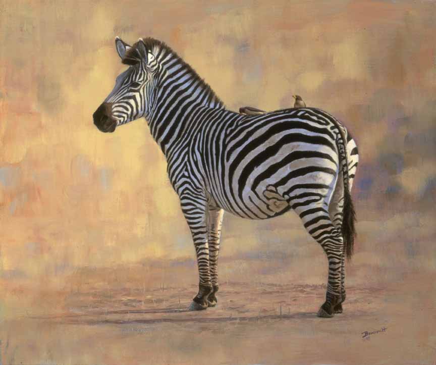 JB – African – Zebra with Oxpecker © John Banovich