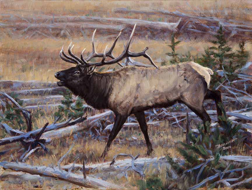 JB – NA – Bull Elk © John Banovich