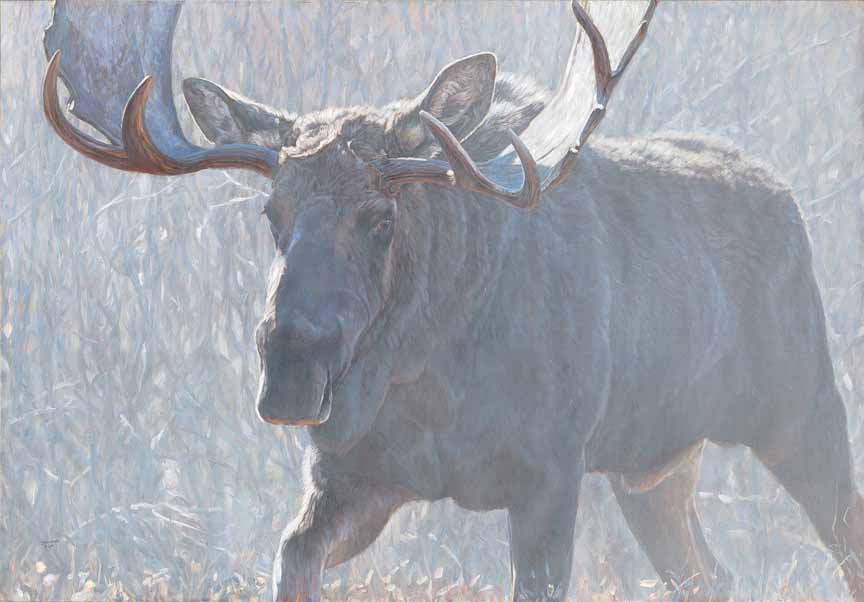 JB – NA – Bull of the Woods © John Banovich