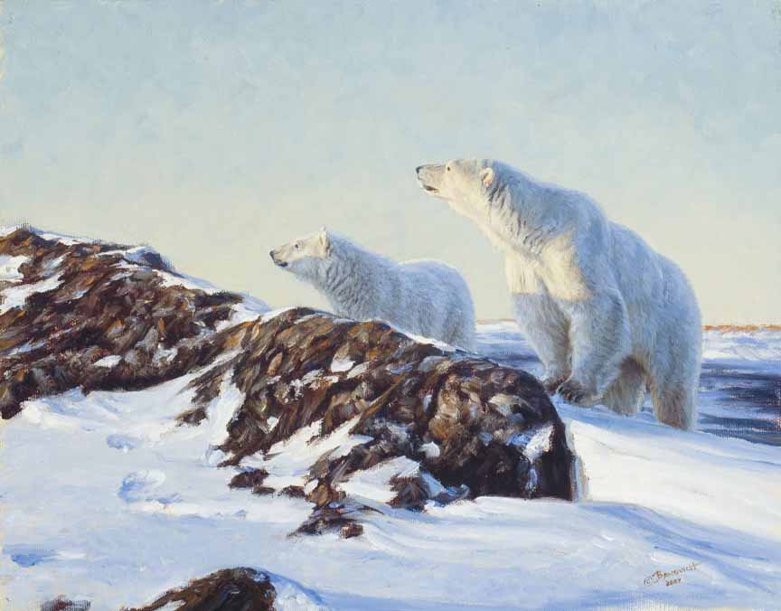 JB – NA – Polar Bears Near Churchill © John Banovich
