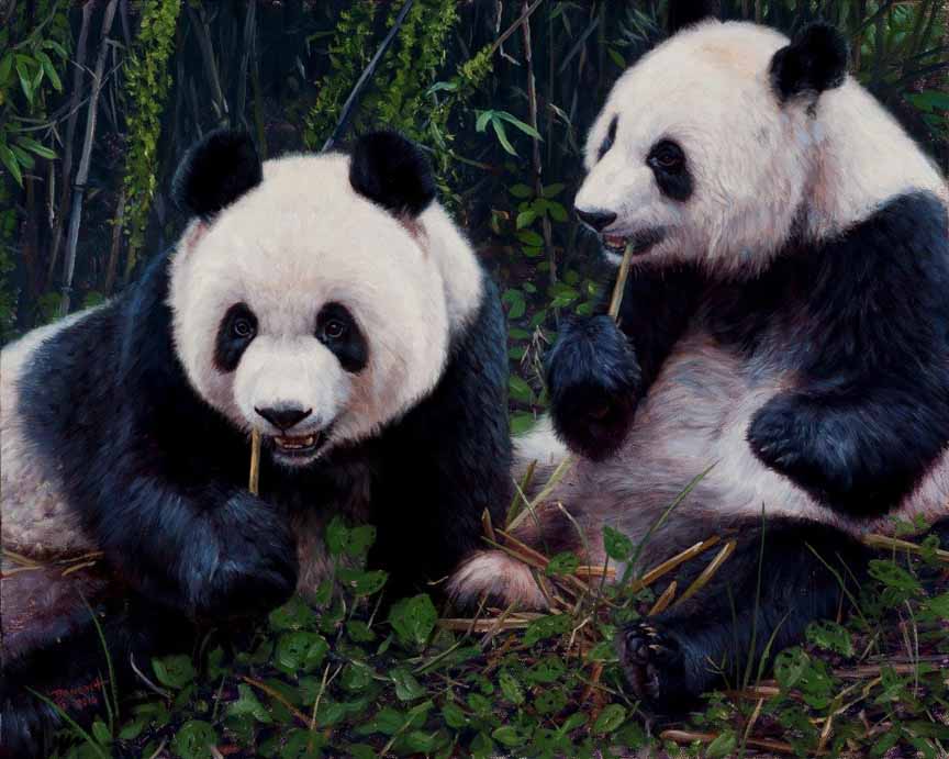 JB – Panda – Panda Pair © John Banovich