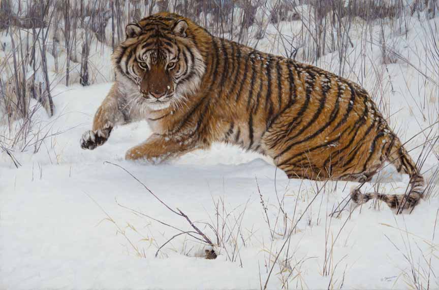 JB – Tiger – Cat and Mouse © John Banovich