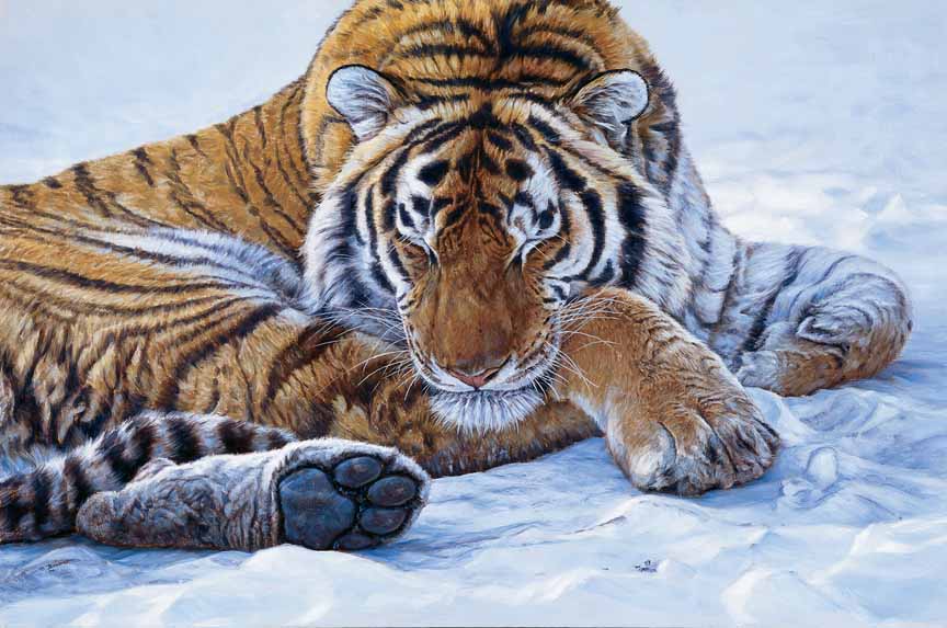 JB – Tiger – Cool Dreams © John Banovich