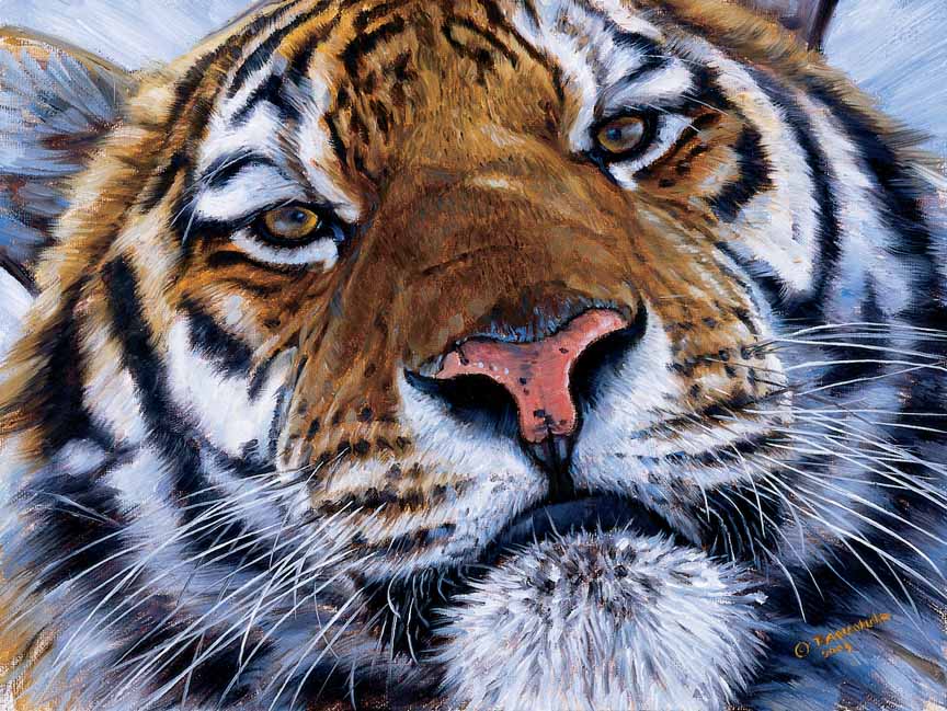 JB – Tiger – Face to Face © John Banovich