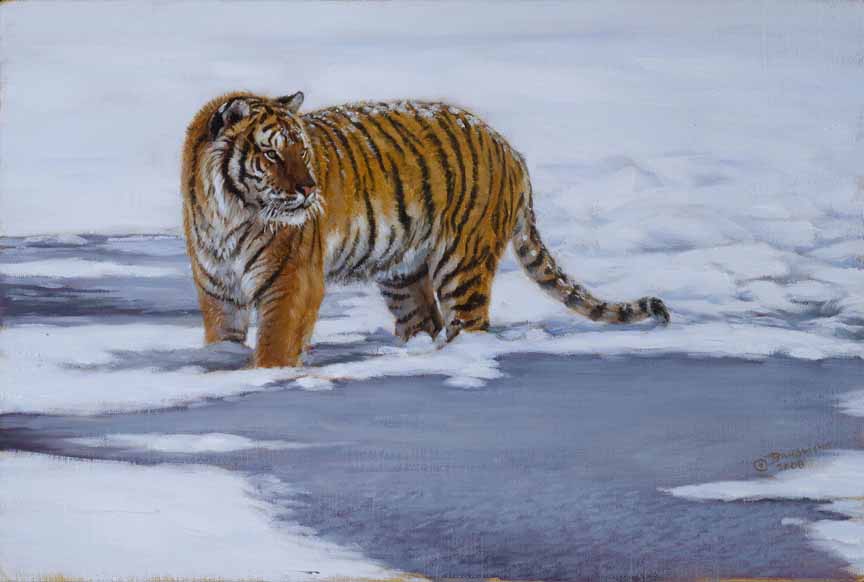 JB – Tiger – Icy Whiskers © John Banovich