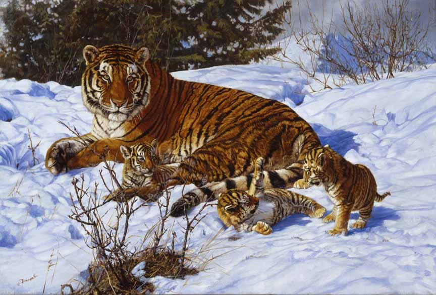 JB – Tiger – My Three Sons © John Banovich