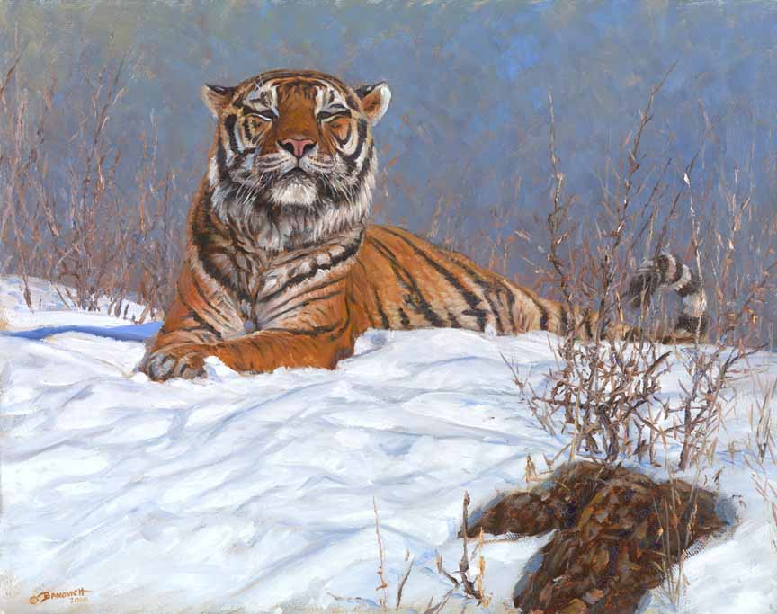 JB – Tiger – Siberian Tiger © John Banovich