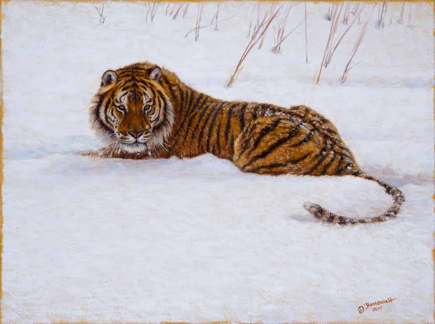 JB – Tiger – Snowman © John Banovich