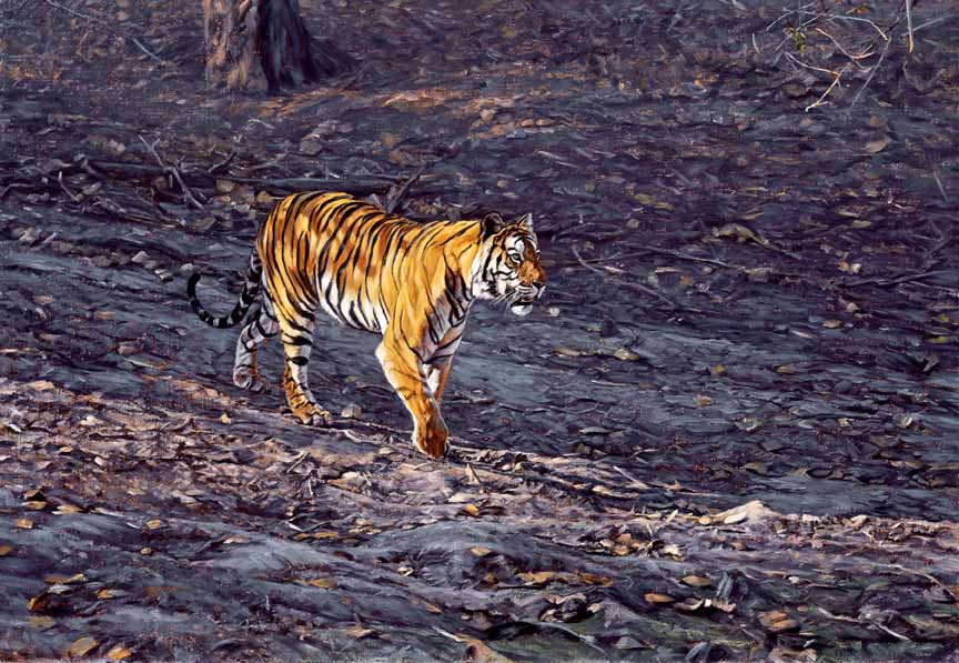 JB – Tiger – Solitary Hunter © John Banovich