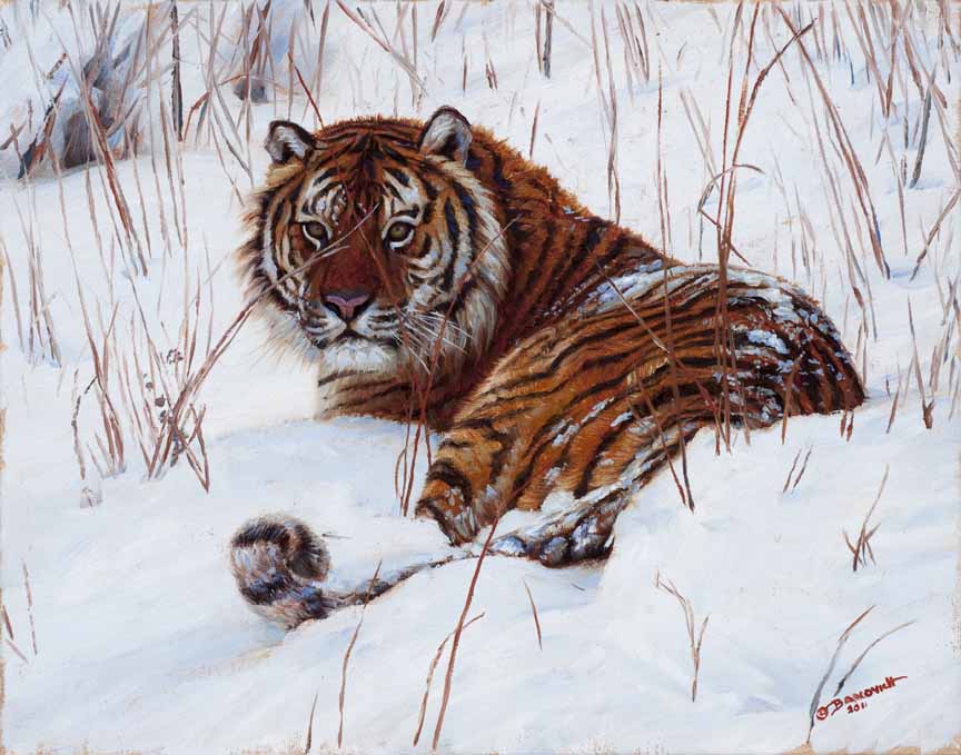 JB – Tiger – Stripes In The Snow © John Banovich