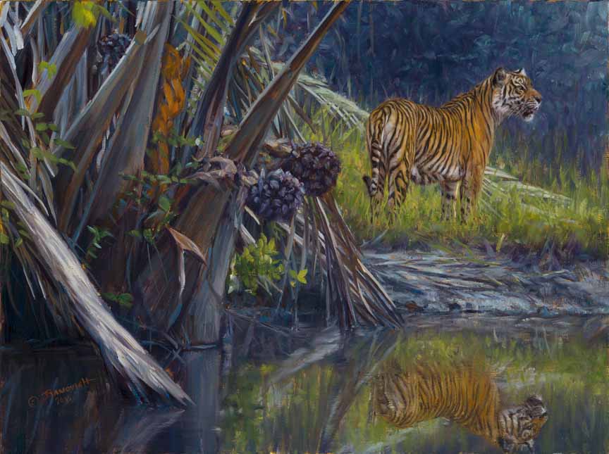 JB – Tiger – Sumatran © John Banovich