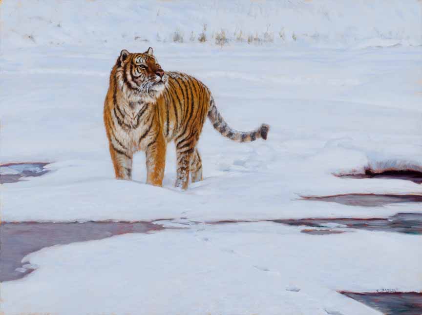 JB – Tiger – Tracking the Sika © John Banovich