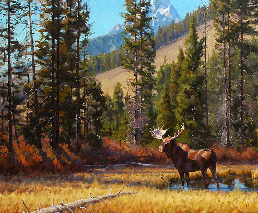 JD2 – Bull Moose © Jimmy Dyer