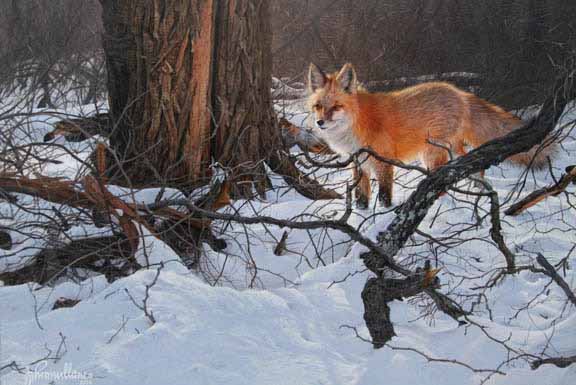 JM – Bartow Pell – Red Fox © John Mullane