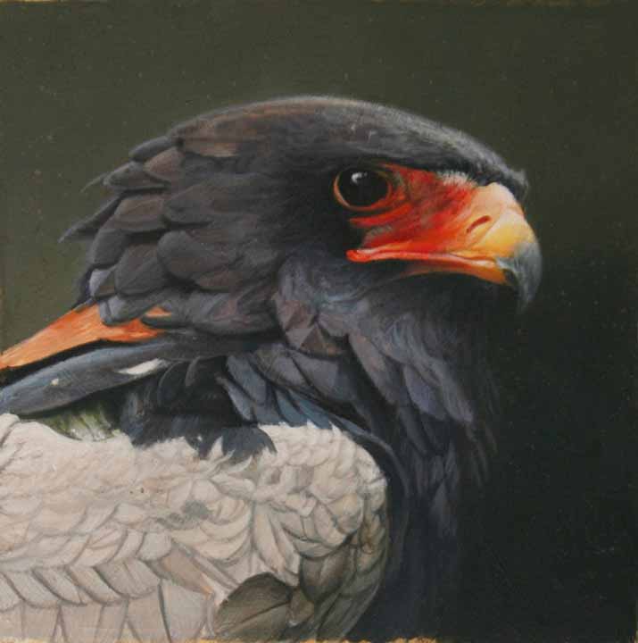 JM – Bateleur Eagle Portrait © John Mullane