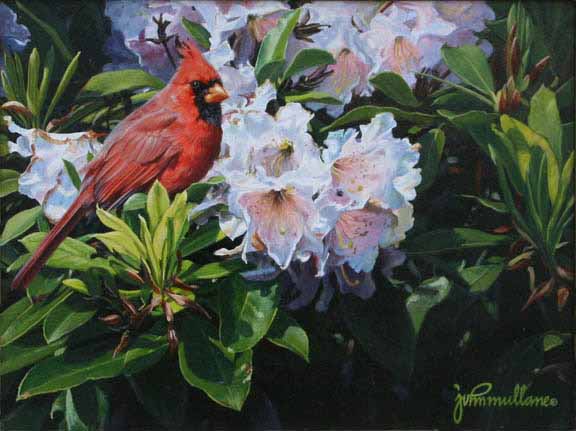 JM – Cardinal and Rhododendron’s © John Mullane