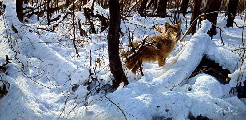 JM – Coyote in Snow © John Mullane