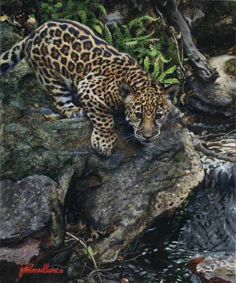 JM – Curiosity- Baby Jaguar © John Mullane
