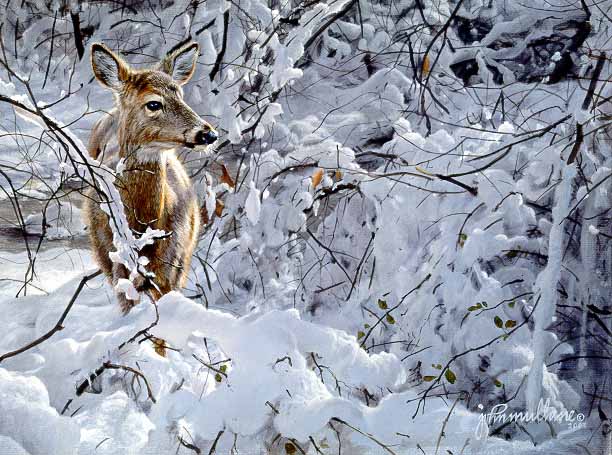 JM – Deer in Snow © John Mullane
