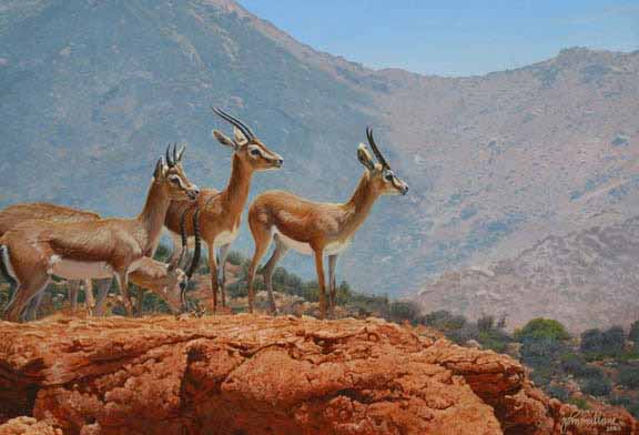JM – Dorcas Gazelle’s © John Mullane