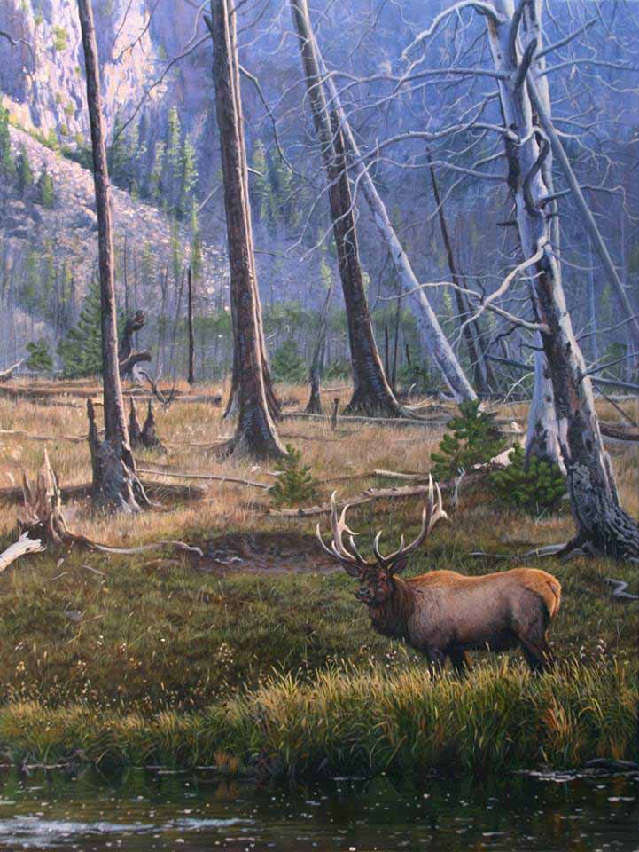 JM – Elk at Yellowstone River © John Mullane